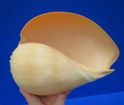 10 by 7-1/2 inches Large Polished Indian Volute Melon Shell for Sale - Buy this one for $19.99