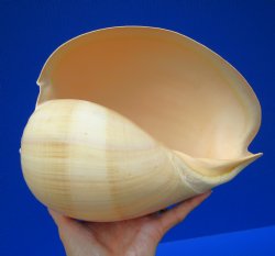 9-1/4 by 7-1/4 inches Crowned Baler Melon Shell for Sale, Melo Aethiopica - Buy this one for $12.99