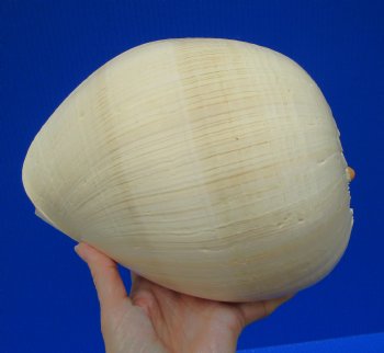 9-1/4 by 7-1/4 inches Crowned Baler Melon Shell for Sale, Melo Aethiopica - Buy this one for $12.99