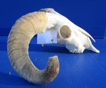African Merino Sheep Skull with 15 and 14-3/4 inches Horns for $124.99
