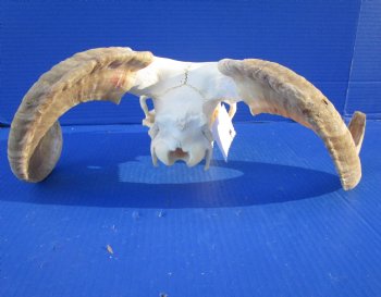 African Merino Sheep Skull with 15 and 14-3/4 inches Horns for $124.99