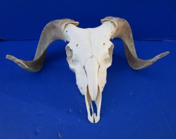 African Merino Sheep Skull with 15 and 15-3/4 inches Horns for $124.99