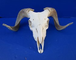 African Merino Sheep Skull with 15 and 15-3/4 inches Horns for $124.99