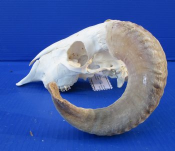 African Merino Sheep Skull with 15 and 15-3/4 inches Horns for $124.99