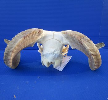 African Merino Sheep Skull with 15 and 15-3/4 inches Horns for $124.99