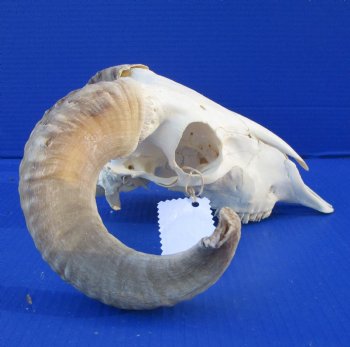 African Merino Sheep Skull with 15 and 15-3/4 inches Horns for $124.99