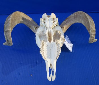 African Merino Sheep Skull with 15 and 15-3/4 inches Horns for $124.99