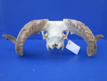 African Merino Sheep Skull with 17 inches Horns for $124.99