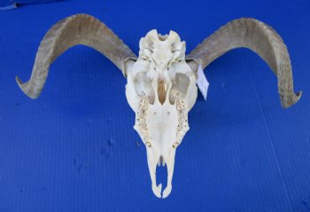 African Merino Sheep Skull with 17 inches Horns for $124.99