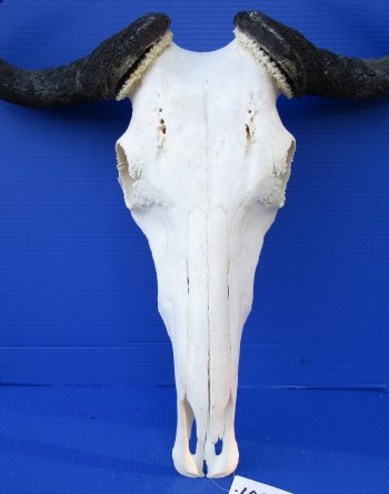 22-3/4 inches wide Large African Blue Wildebeest Skull and Horns for $89.99