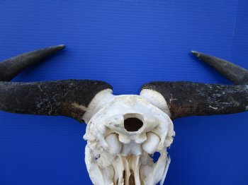 22-3/4 inches wide Large African Blue Wildebeest Skull and Horns for $89.99