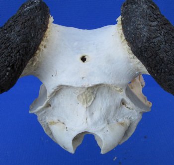 22-3/4 inches wide Large African Blue Wildebeest Skull and Horns for $89.99