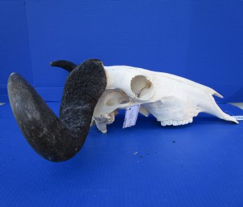 22-3/4 inches wide Large African Blue Wildebeest Skull and Horns for $89.99