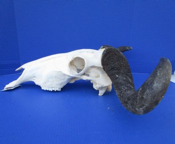 22-3/4 inches wide Large African Blue Wildebeest Skull and Horns for $89.99