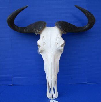 25 inches wide Large African Blue Wildebeest Skull and Horns <FONT COLOR=RED> Grade A Quality</font> for $99.99