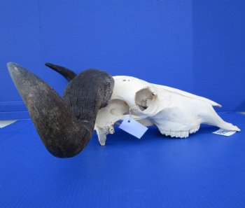25 inches wide Large African Blue Wildebeest Skull and Horns <FONT COLOR=RED> Grade A Quality</font> for $99.99