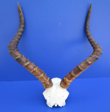 African Impala Skull Plate, Cap with 21-1/4 and 19-1/2 inches Horns (one horn tip broken) for $59.99