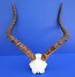 African Impala Skull Plate, Cap with 21-1/4 and 19-1/2 inches Horns (one horn tip broken) for $59.99