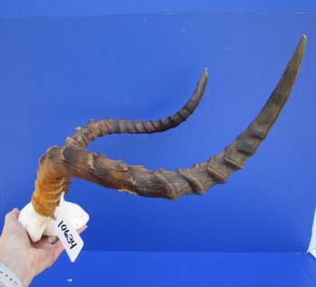 African Impala Skull Plate, Cap with 21-1/4 and 19-1/2 inches Horns (one horn tip broken) for $59.99