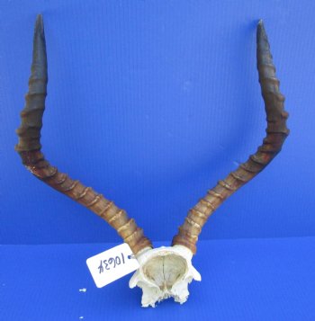 African Impala Skull Plate, Cap with 21-1/4 and 19-1/2 inches Horns (one horn tip broken) for $59.99
