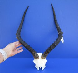 Large African Impala Skull Plate, Cap with 21-3/4 and 22-1/2 inches Horns for $69.99