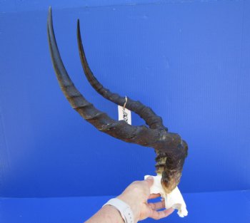 Large African Impala Skull Plate, Cap with 21-3/4 and 22-1/2 inches Horns for $69.99