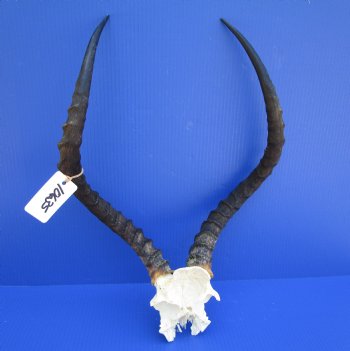 Large African Impala Skull Plate, Cap with 21-3/4 and 22-1/2 inches Horns for $69.99