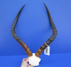 Large African Impala Skull Plate, Cap with 21-1/2 and 21-3/4 inches Horns <font color=red> Good Quality</font> for $69.99