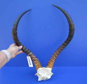 Large African Impala Skull Plate, Cap with 21-1/2 and 21-3/4 inches Horns <font color=red> Good Quality</font> for $69.99