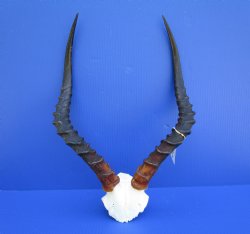 Real African Impala Skull Plate, Cap with 19 and 19-1/2 inches Horns for $59.99