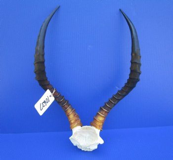 Real African Impala Skull Plate, Cap with 19 and 19-1/2 inches Horns for $59.99