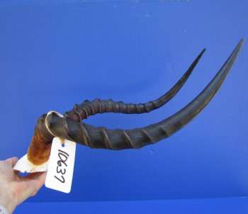 Real African Impala Skull Plate, Cap with 19 and 19-1/2 inches Horns for $59.99