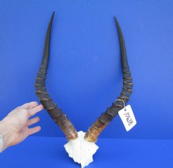 African Impala Skull Plate, Cap with 19 and 19-1/4 inches Horns <font color=red> Good Quality</font> for $59.99