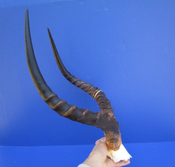 African Impala Skull Plate, Cap with 19 and 19-1/4 inches Horns <font color=red> Good Quality</font> for $59.99