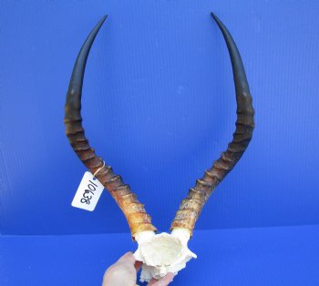 African Impala Skull Plate, Cap with 19 and 19-1/4 inches Horns <font color=red> Good Quality</font> for $59.99