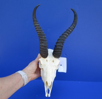 Male African Springbok Skull for Sale with 10 inches Horns - Buy this one for $69.99