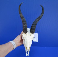 Male African Springbok Skull for Sale with 10 inches Horns - Buy this one for $69.99