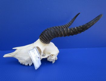 Male African Springbok Skull for Sale with 10 inches Horns - Buy this one for $69.99
