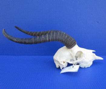 Male African Springbok Skull for Sale with 10-1/2 and 10-3/4 inches Horns <font color=red> Grade A Quality</font> - Buy this one for $79.99