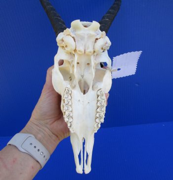 Male African Springbok Skull for Sale with 10-1/2 and 10-3/4 inches Horns <font color=red> Grade A Quality</font> - Buy this one for $79.99