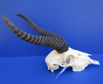 Male African Springbok Skull for Sale with 10-3/4 and 11-1/2 inches Horns <font color=red> Good Quality</font> - Buy this one for $79.99