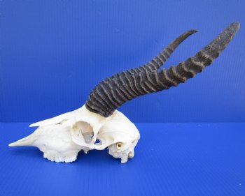 Male African Springbok Skull for Sale with 10-3/4 and 11-1/2 inches Horns <font color=red> Good Quality</font> - Buy this one for $79.99