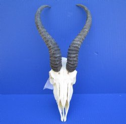 Male African Springbok Skull for Sale with 11-1/2 inches Horns <font color=red> Good Quality</font> - Buy this one for $69.99