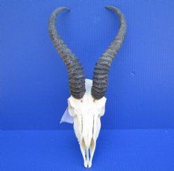 Male African Springbok Skull for Sale with 11-1/2 inches Horns <font color=red> Good Quality</font> - Buy this one for $79.99