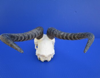 Male African Springbok Skull for Sale with 11-1/2 inches Horns <font color=red> Good Quality</font> - Buy this one for $79.99