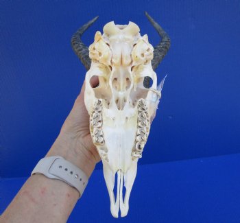 Male African Springbok Skull for Sale with 11-1/2 inches Horns <font color=red> Good Quality</font> - Buy this one for $79.99