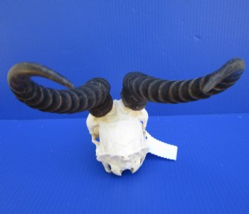Male African Springbok Skull for Sale with 11-3/4 and 12 inches Horns <font color=red> Good Quality</font> - Buy this one for $79.99