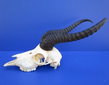 Male African Springbok Skull for Sale with 11-3/4 and 12 inches Horns <font color=red> Good Quality</font> - Buy this one for $79.99
