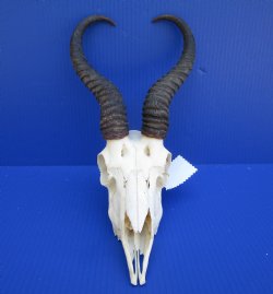 Male African Springbok Skull for Sale with 10-3/4 inches Horns <font color=red> Good Quality</font> - Buy this one for $79.99