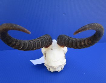 Male African Springbok Skull for Sale with 10-3/4 inches Horns <font color=red> Good Quality</font> - Buy this one for $79.99